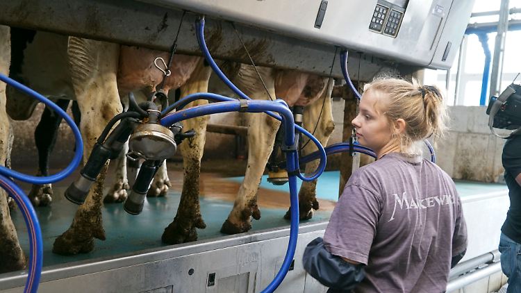 Die Milchbauern hoffen auf die Agrarministerkonferenz in dieser Woche. 