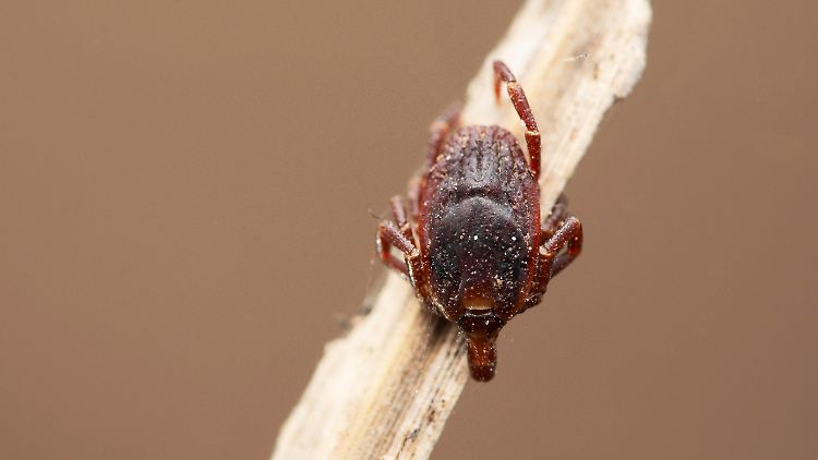 Durch die eingewanderte Riesenzecke Hyalomma marginatum, die Hauptüberträgerin des Virus, wird das Krim-Kongo-Fieber zunehmend zum Problem.