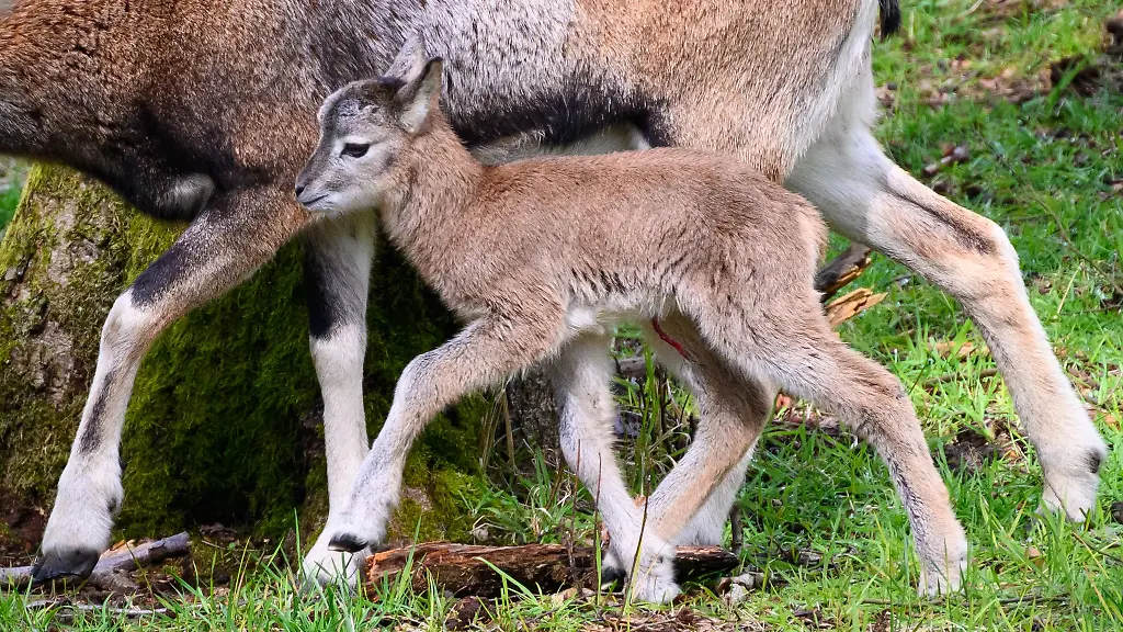 Ein-Mufflon-Lamm-laeuft-neben-seiner-Mutter-auf-einer-Wiese
