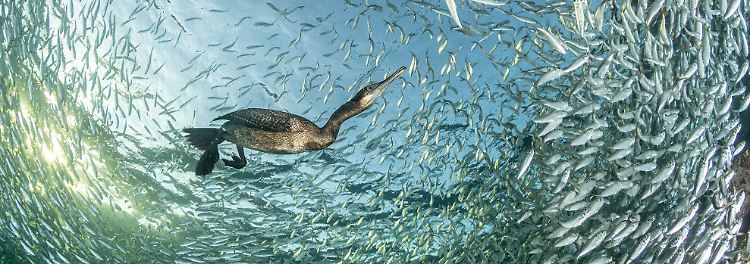 Gold geht ebenfalls in die Schweiz. Franco Banfi kann mit dieser atemberaubenden Aufnahme einer Pinselscharbe auf der Jagd nach Sardinen die Jury begeistern.