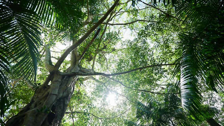 Mehr CO2 in der Atmosphäre lässt die Bäume im Regenwald wachsen.