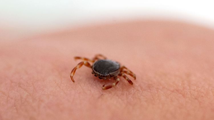 Die Hyalomma-Zecke ist bis zu zwei Zentimeter groß und verfolgt ihre Wirte.
