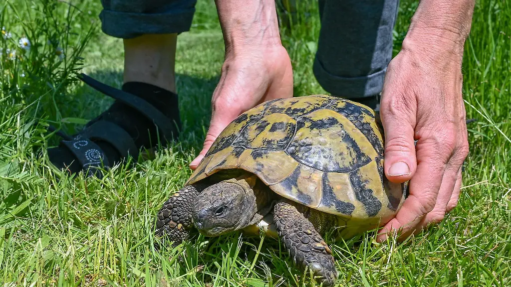 Eine-Frau-haelt-eine-Griechische-Landschildkroete-auf-einer-Wiese-in-den-Haenden