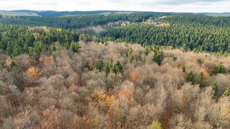 Der deutsche Wald ist zu einer Treibhausgas-Quelle geworden. Das will Bundesumweltminister Carsten Schneider ändern.