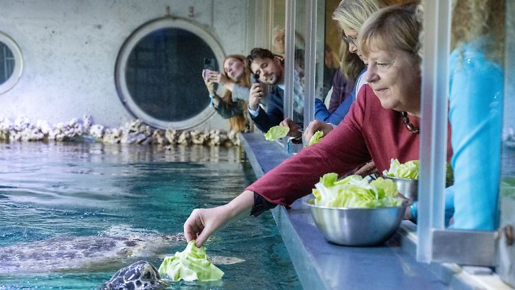 Im Meeresmuseum fütterte die Ex-Kanzlerin Schildkröten.