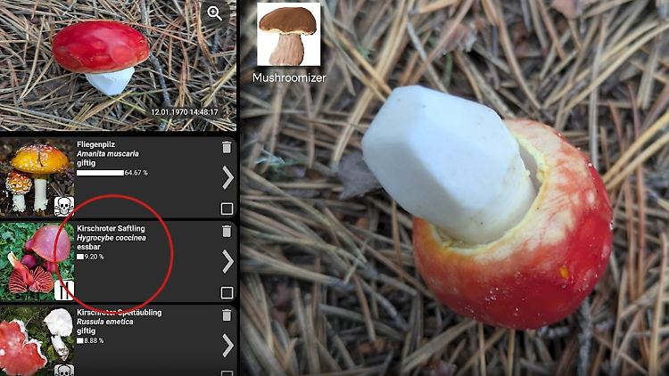 mushroom.jpg