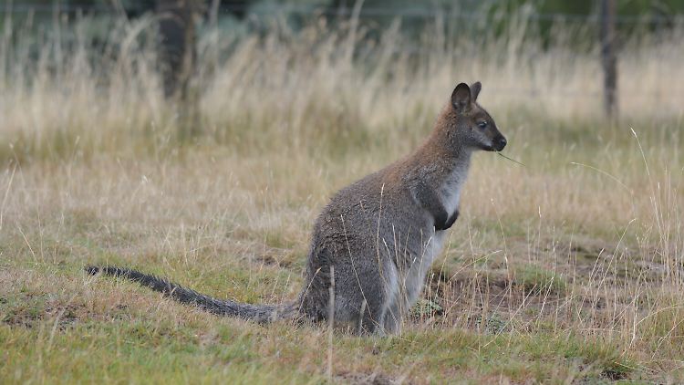 Ein Wallaby in freier Wildbahn, hier im australischen Tasmanien. 