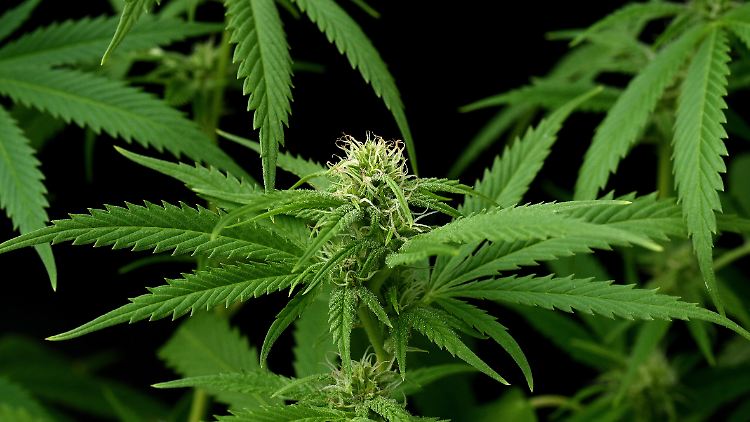 Cannabis indica ist eine Nutz- und Rauschgiftpflanze, die auch in der Medizin eingesetzt wird - etwa zur Schmerzlinderung, aber auch als Appetitanreger.