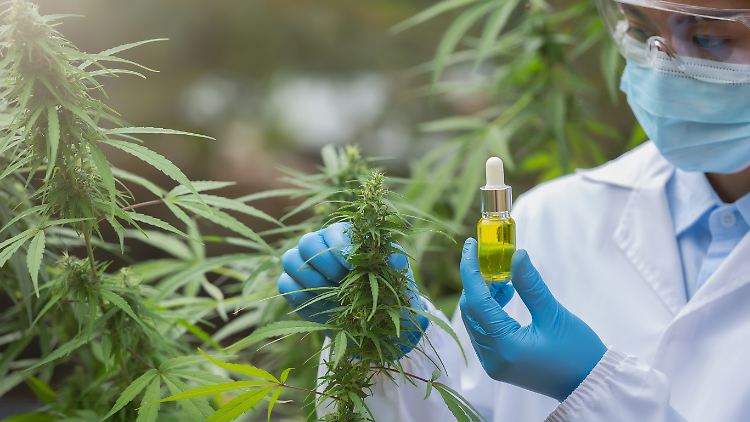 CBD hat anders als der Cannabiswirkstoff THC keine berauschende Wirkung - außer auf manche Anleger.