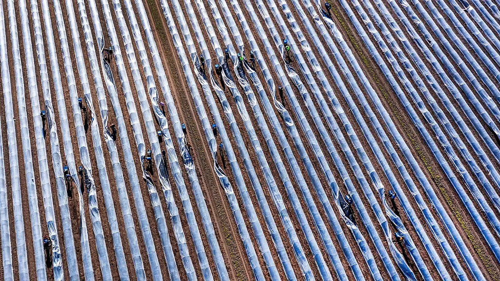Erntehelfer-ernten-den-unter-waermenden-Schutzfolien-gewachsen-ersten-Spargel-der-Saison
