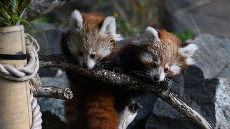 Erstmals erkunden die Kleinen Pandas ihr Gehege.