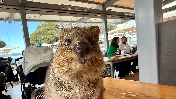 Für ein Foto wie dieses kommen Menschen nach Rottnest Island.