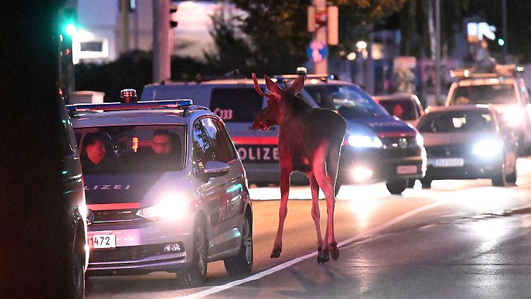 In St. Pölten lief das Tier sogar über eine viel befahrene Straße.
