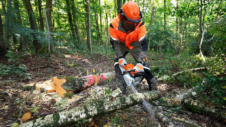 Kräftige Stämme, starkes Gerät: Wer Bäume mit einem Durchmesser von mehr als zehn Zentimeter bezwingen will, muss zur Benzin-Motorsäge greifen.