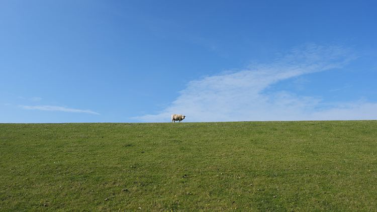 Diesem Schaf auf einem Nordsee-Deich steht ein stürmisches Wochenende bevor.