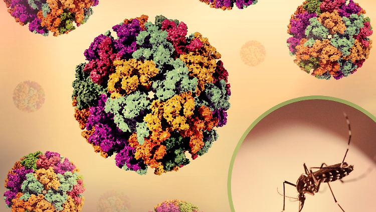 Zwei Mückenarten sind für die Verbreitung des Chikungunya-Virus verantwortlich. 
