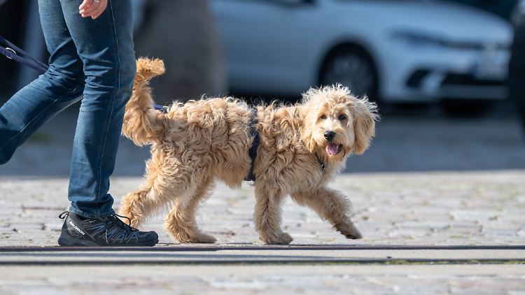 Nach Hund und Halter wird derzeit noch gefahndet. (Symbolbild)