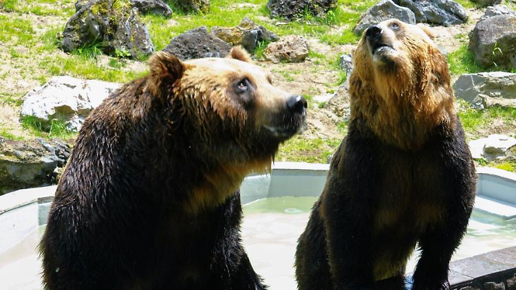Diese Bären wurden im Zoo der japanischen Stadt Kushiro fotografiert - manche wilde Artgenossen bereiten Probleme.
