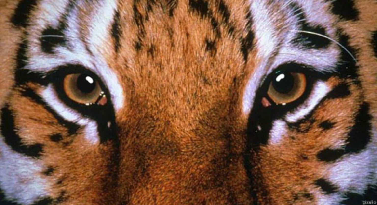 Ein internationales Forscherteam schlägt im Fachblatt "Current Biology" Alarm: Nur noch rund 3000 Tiger leben in freier Wildbahn.