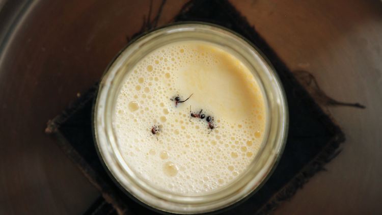 Forschenden gelingt es, Joghurt mit Waldameisen nach altem Rezept herzustellen. 