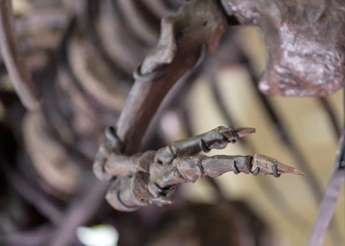 2023-03-29T131517Z-1900577087-RC2O30AN2ZXS-RTRMADP-3-AUCTION-DINOSAUR