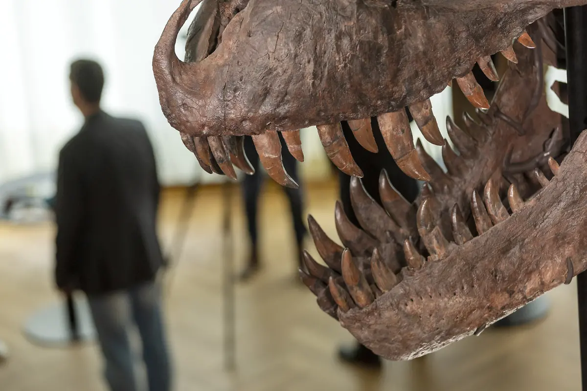 2023-03-29T131308Z-1026510273-RC2O30A6IX5Y-RTRMADP-3-AUCTION-DINOSAUR
