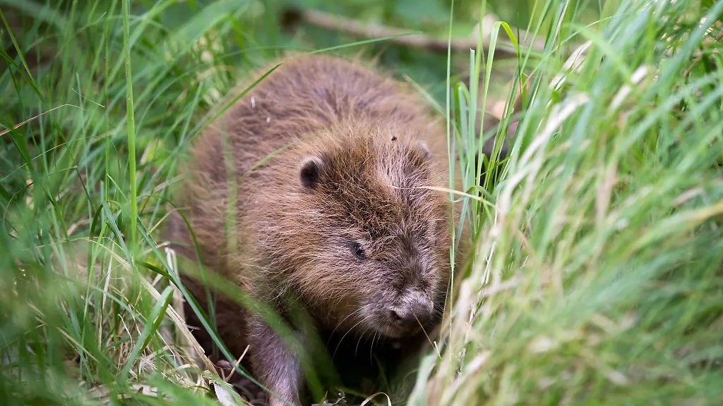 Ein-Biber-sitzt-im-Biosphaerenreservat-Mittelelbe-im-hohen-Gras