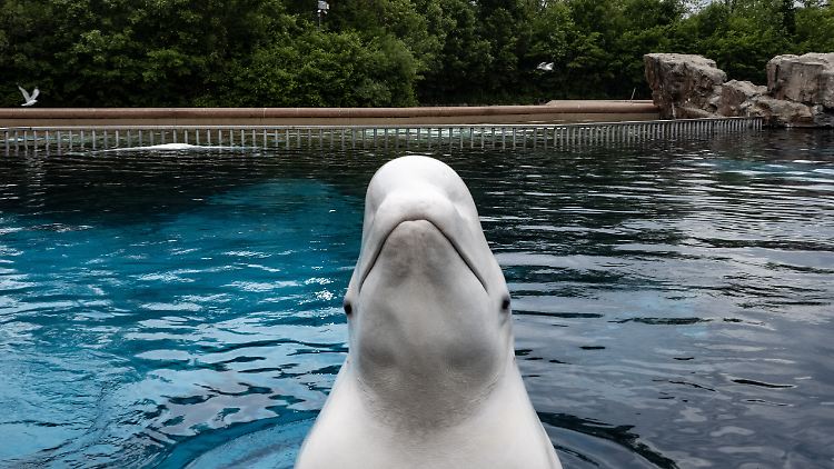 Ein Belugawal taucht aus einem Becken im Vergnügungspark Marineland in Niagara Falls auf.