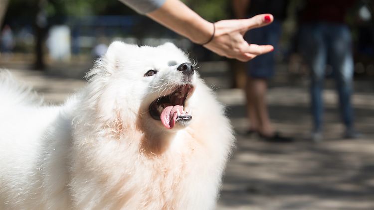 Rassen wie der American Eskimo Dog sind laut der Studie besonders gefährdet, nach schlechten Kindheitserfahrungen ängstlich oder aggressiv zu werden.