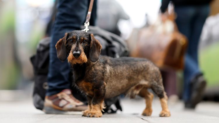 Hunde haben den Kommunen im vergangenen Jahr wieder einen dreistelligen Millionen-Betrag beschert.