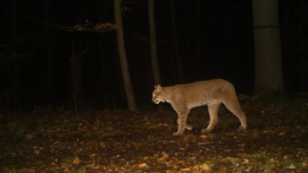 Auf-dem-Foto-einer-Wildtierkamera-im-Kyffhaeuserkreis-ist-ein-Luchs-zu-sehen