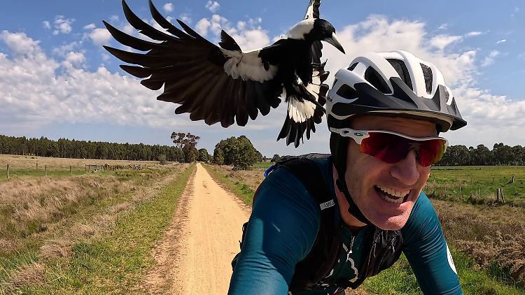 Manch einer fühlt sich an den Film "Die Vögel " erinnert.
