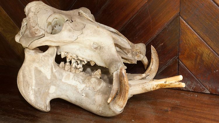 Schädel eines Flusspferds (Hippopotamus amphibius) im Arusha Nationalpark Museum, Tansania.