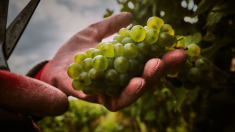 In Rheinhessen und in der Pfalz wurde besonders viel Wein geerntet.