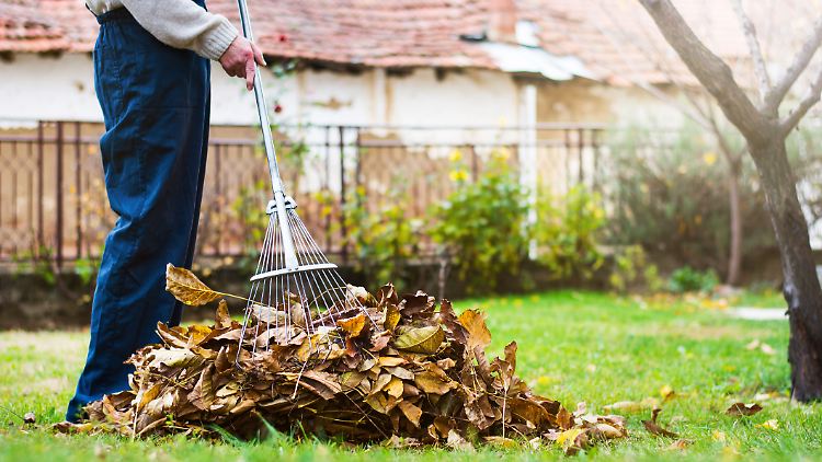 Buntes Herbstlaub kann den Garten schmücken – wer es richtig entfernt, schützt Rasen und Wege vor Schäden.