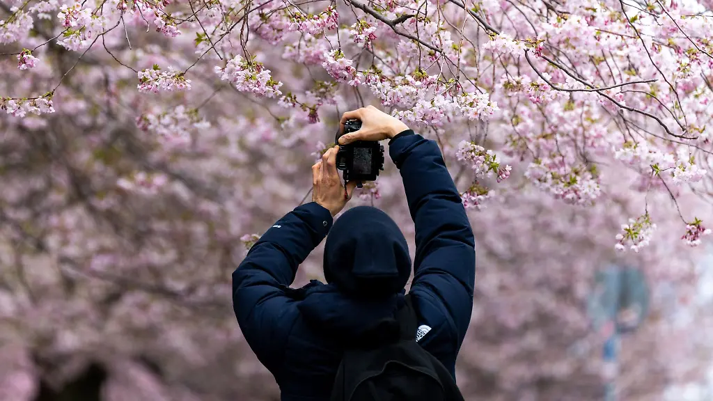 Ein-Mann-fotografiert-die-bluehenden-Kirschbaeume