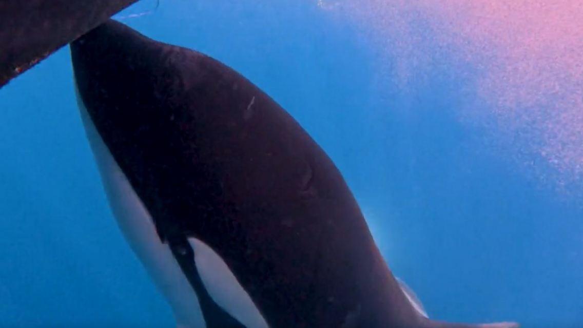 Orca.jpg