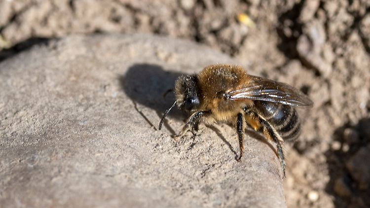 Es gibt über 2000 bekannte Arten von Wildbienen in Europa - noch.