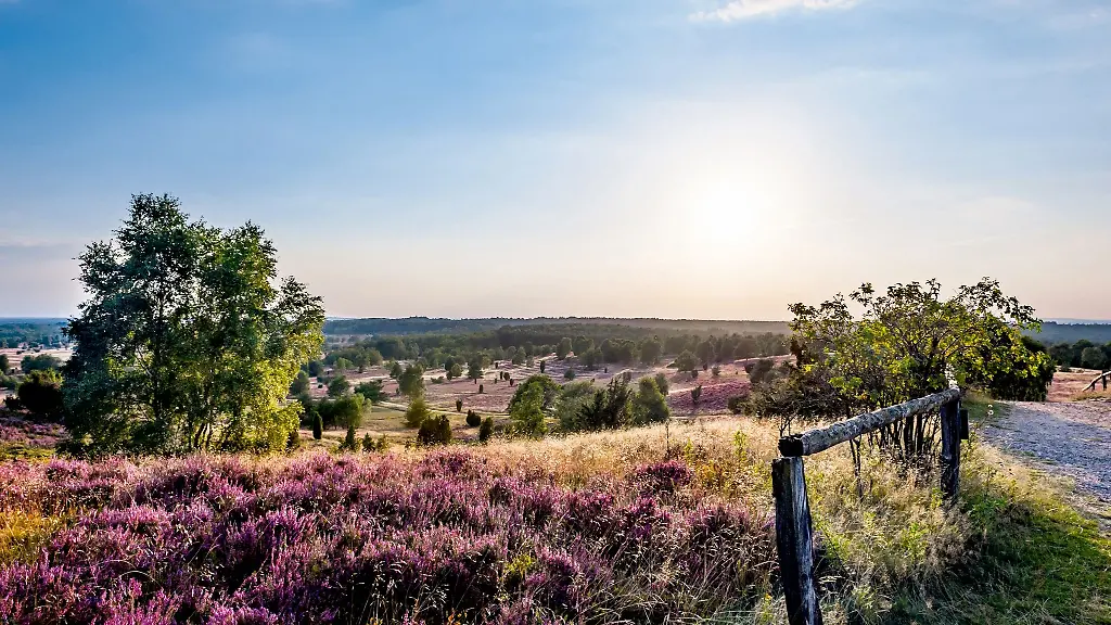 Die-Bluete-der-Besenheide-lockt-jedes-Jahr-unzaehlige-Besucher-in-die-Lueneburger-Heide-Aber-auch-bei-Schnee-und-Regen-ist-die-Nachfrage-gross