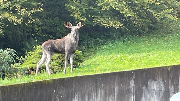Mittlerweile ist klar, woher der entlaufene Elch stammt.