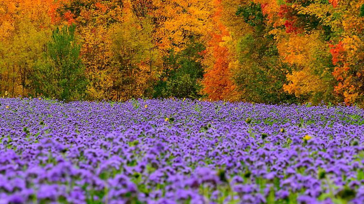 Im brandenburgischen Briesen ergeben Herbstlaub und blühende Phacelia auf einem Feld dieses Farbspiel.