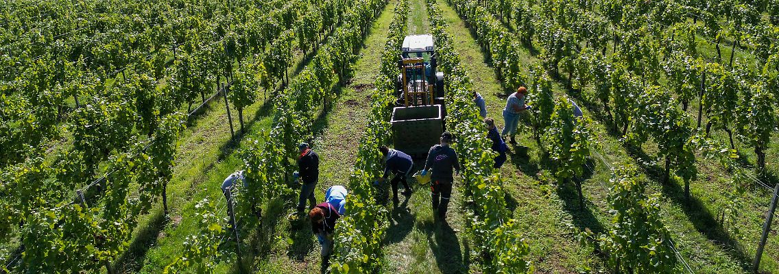 Die zwei wichtigsten Absatzmärkte für deutsche Weine nach den USA waren demnach die Niederlande und Norwegen.