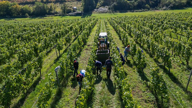 Die zwei wichtigsten Absatzmärkte für deutsche Weine nach den USA waren demnach die Niederlande und Norwegen.