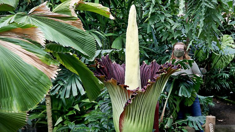 Die Pflanze im Botanischen Garten von Dortmund ist 1,60 Meter hoch.