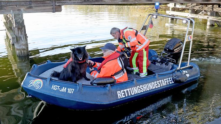 Vier Spezialhunde schlugen unabhängig voneinander am Inselsee an.