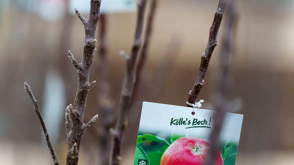 Eine-Apfelbaum-Neuanpflanzung-auf-dem-Ausstellungsgelaende-der-Landesgartenschau