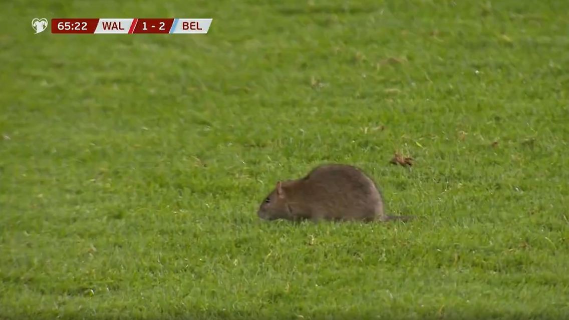 Ratte.jpg