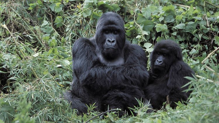 Berggorilla-Weibchen mit ihrem Nachwuchs. Im Nationalpark in Uganda leben die beobachteten Tiere mehr als zehn Jahre nach ihrer letzten Geburt weiter.