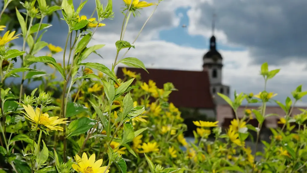 Blumen-bluehen-auf-dem-Gelaende-der-Landesgartenschau-Sachsen