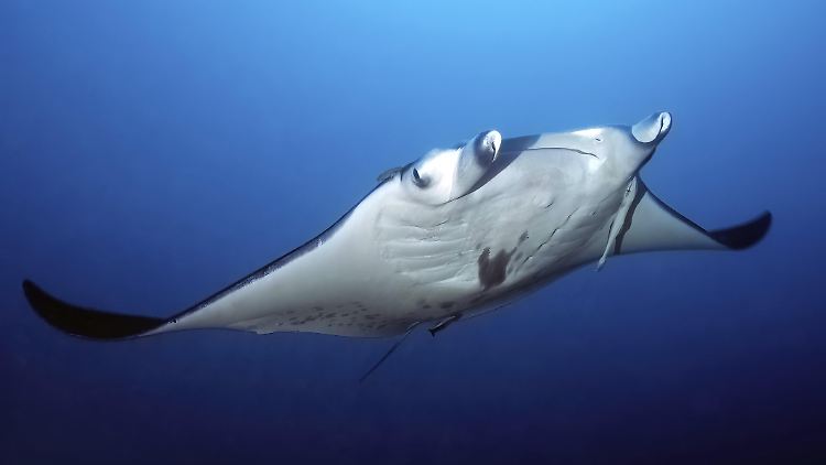 Ein Mantarochen (Manta birostris) im Indischen Ozean.